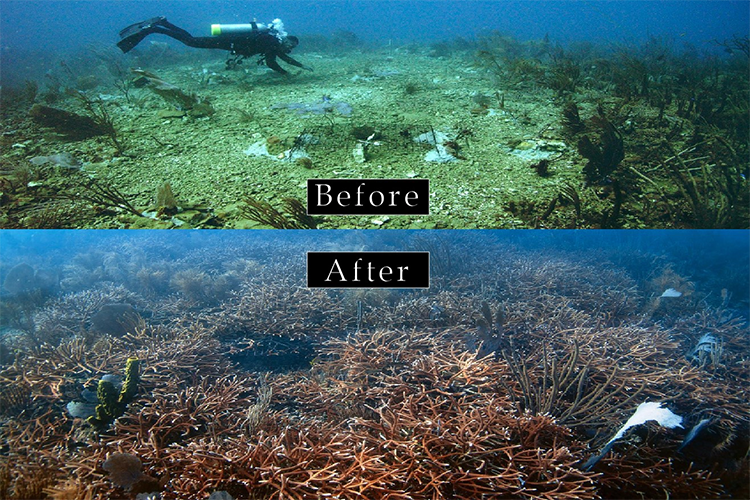 $28 Million to Restore Marine Resources Damaged by Pollution | response